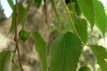 Il bagolaro, albero che tra XIX e XX secolo ha permesso una produzione di fruste in grande scala